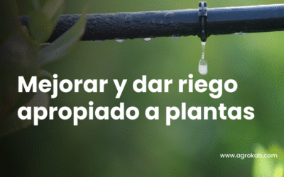Cómo regar las plantas : Técnicas de un riego apropiado