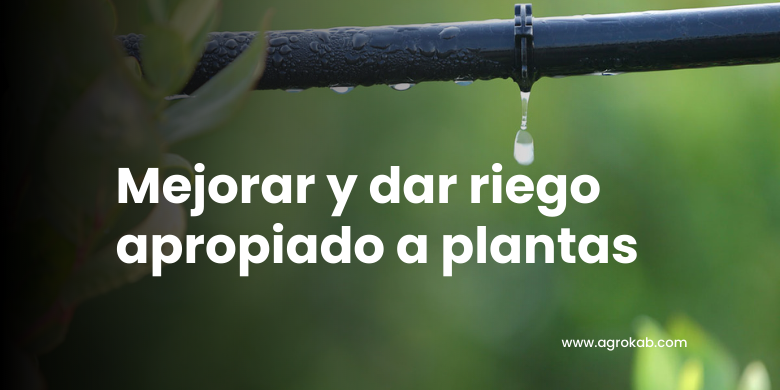 Cómo regar las plantas : Técnicas de un riego apropiado