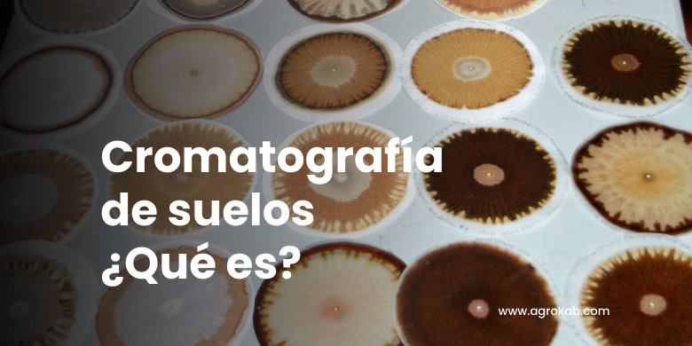 ¿Qué es la cromatografía de suelos? Descripción del método básico