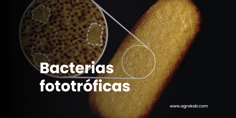 bacterias fototróficas bacterias fotográficas o fotosintéticas