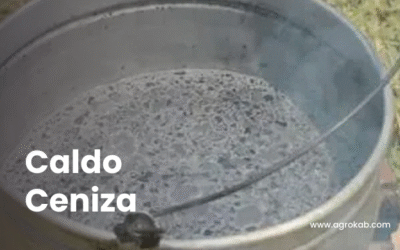 ¿Qué es caldo de ceniza? | Cómo se prepara y usa en plantas con plagas