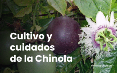 Cómo Cultivar Chinola Orgánica: Guía Completa