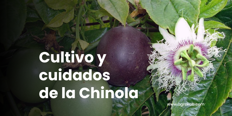 Cómo Cultivar Chinola Orgánica: Guía Completa
