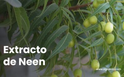 Cómo hacer extracto de neem: preparación paso a paso