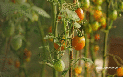 Tomate Cherry: Guía para un cultivo exitoso, productivo y 100% orgánico