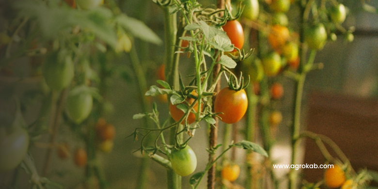 Tomate Cherry: Guía para un cultivo exitoso, productivo y 100% orgánico