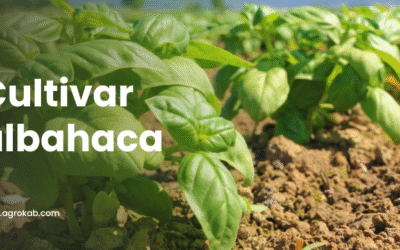 Cómo cultivar albahaca: 7 secretos para plantar y cuidar  con éxito