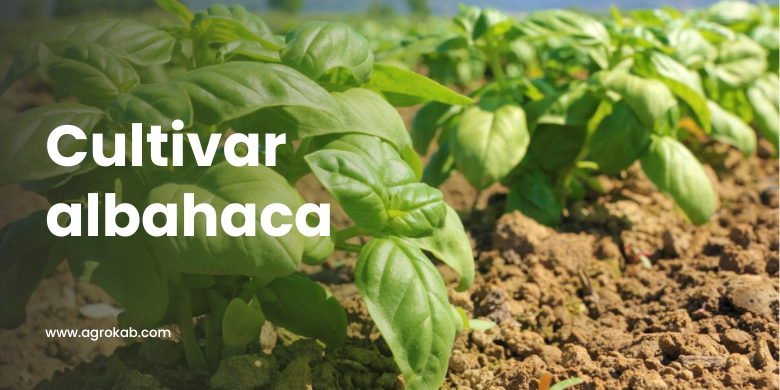 Cultivar albahaca Cultivo de albahaca