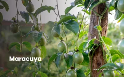 Cómo Cultivar Chinola Orgánica: Guía Completa