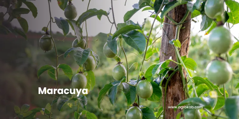 Cultivo de chinola Cultivo de maracuya