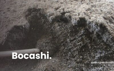 Cómo hacer bocashi paso a paso: Dosis y 7 beneficios para tu suelo