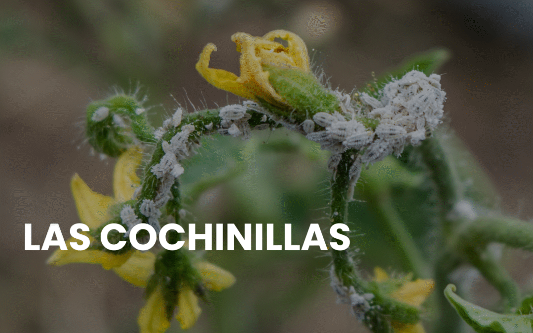 ¿Plantas con cochinillas? : ¿Cómo puedo controlar con 7 pasos ecológicos?