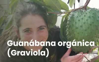 Cultivo de guanábana | Guía orgánica con 7 soluciones a sus plagas