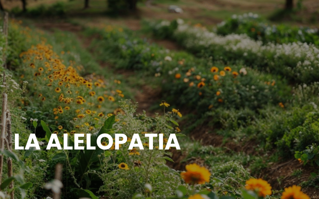 ¿Qué es la alelopatía en las plantas? Beneficios y usos en agricultura orgánica