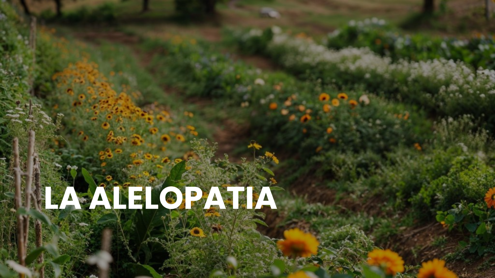 la alelopatia alelopatía