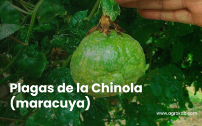 Plagas de la chinola y cómo combatirlas de forma orgánica