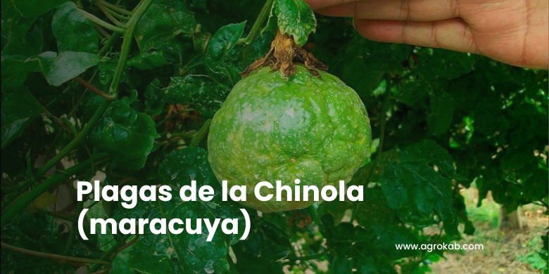 plagas chinola Plagas de la chinola