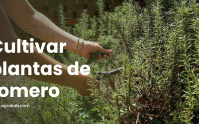 Cómo cultivar romero orgánico: 6 pasos para sembrar y mantener siempre verde