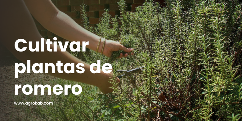 cultivar romero orgánico cultivar romero orgánico siempre