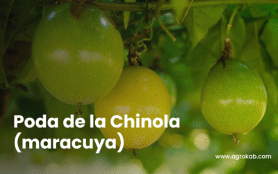 ¿Cómo y cuando podar la chinola? Guía para aumentar la producción