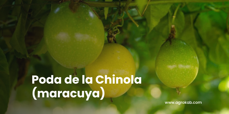 ¿Cómo y cuando podar la chinola? Guía para aumentar la producción