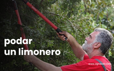 En que Epoca se Poda el Limonero y Cómo Hacerlo