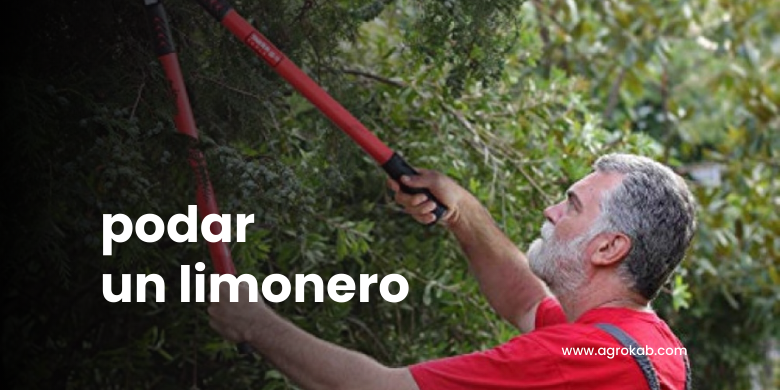 En que Epoca se Poda el Limonero y Cómo Hacerlo