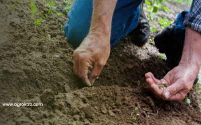 ¿Cuál es la importancia de las semillas en la agricultura?