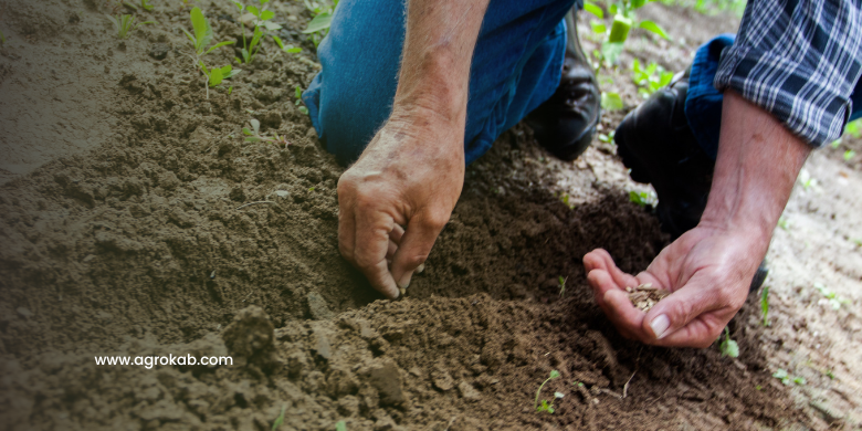 ¿Cuál es la importancia de las semillas en la agricultura?