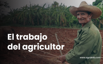 Labranza: Tipos más usados, sus beneficios y evaluación