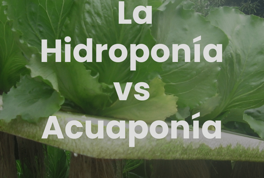 Acuaponía o hidroponía: 5 diferencias que debes conocer