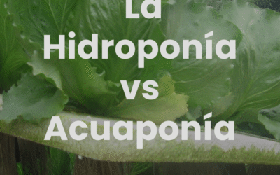Acuaponía o hidroponía: 5 diferencias que debes conocer
