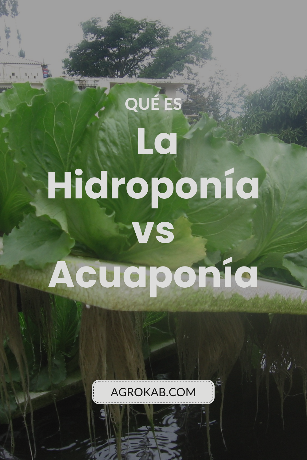 La hidroponía o la acuaponía acuaponía y hidroponía