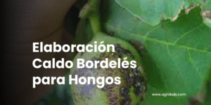 Caldo bordelés