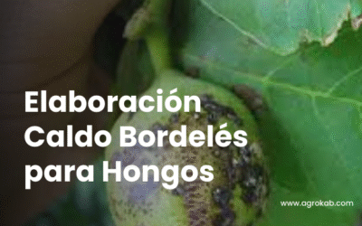 ¿Plantas con hongos? Aprende a usar caldo bordelés fácil