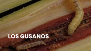 gusano cogollero