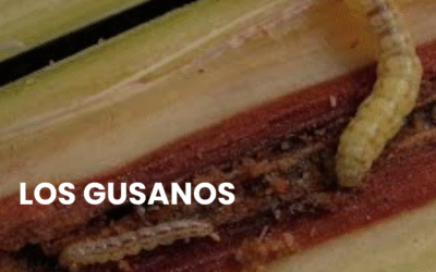 ¿Cómo llega el gusano cogollero a tus cultivos? 5 respuestas: 1 control orgánico