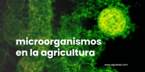 microorganismos aliados invisibles