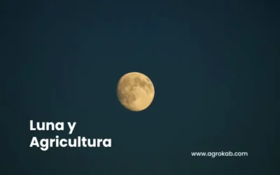 Influencia de la luna en la agricultura orgánica: siembra, poda y cosecha según el ciclo lunar