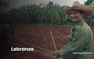 Labranza agrícola: tipos, diferencias y beneficios para el suelo