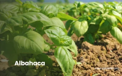 Cómo cultivar albahaca: 7 secretos para plantar y cuidar  con éxito