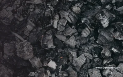 Biochar o carbón vegetal para plantas: cómo hacerlo y sus beneficios