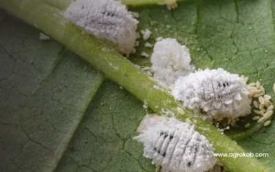 ¿Plantas con cochinillas? : ¿Cómo puedo controlar con 7 pasos ecológicos?