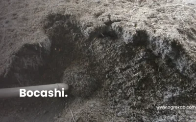 Cómo preparar Bocashi casero: ingredientes, pasos y beneficios en tus cultivos