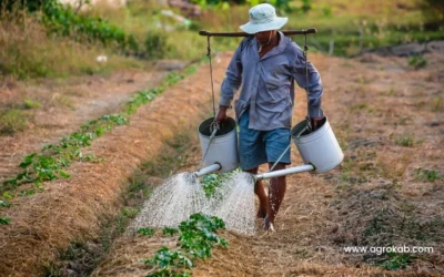 Cómo regar las plantas : Técnicas de un riego apropiado