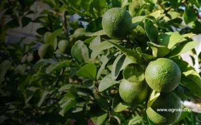 En que Epoca se Poda el Limonero y Cómo Hacerlo