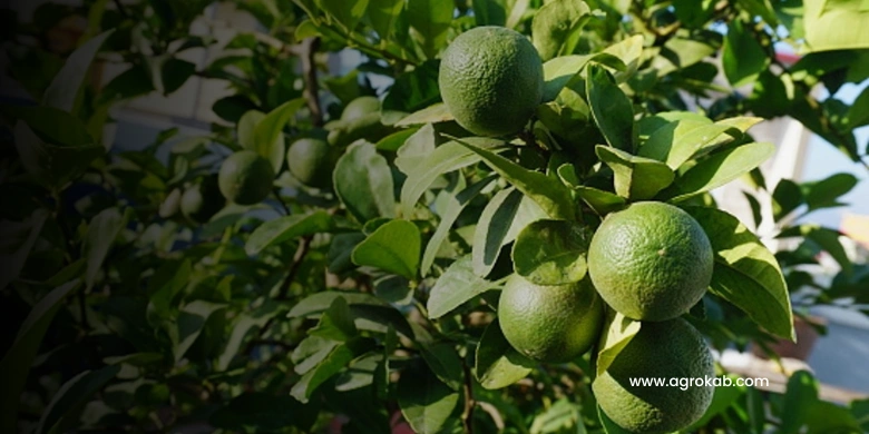 podar un limonero