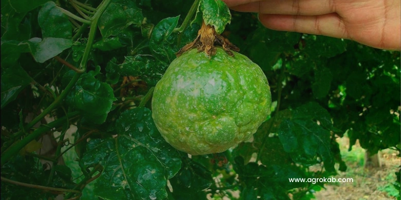 Maracuya Maracuya