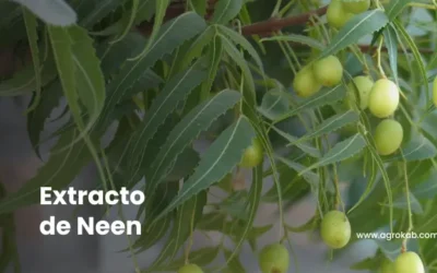 Cómo hacer extracto de neem: preparación paso a paso