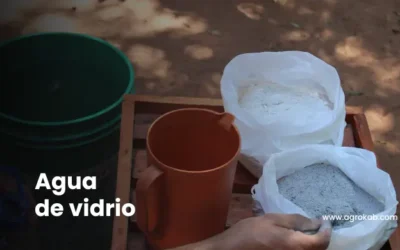 Agua de vidrio para plantas: qué es, cómo prepararla y beneficios agrícolas